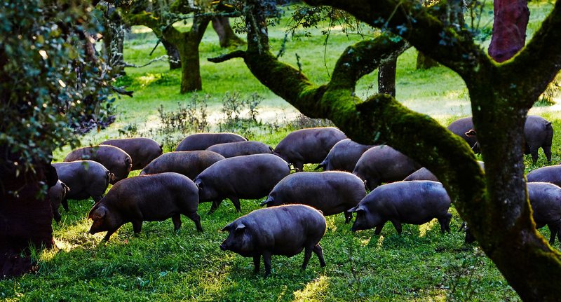 Piara de cerdos ibéricos bajo las encinas de la dehesa