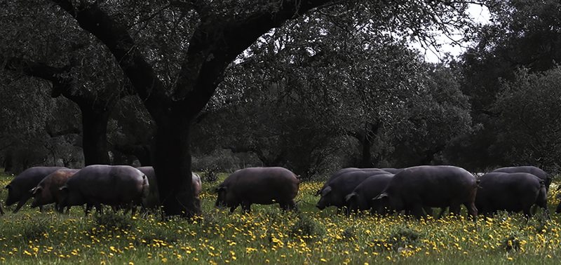 Cerdos ibéricos en la dehesa entre encinas